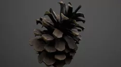 3d scan cone pine Low-poly 3D model