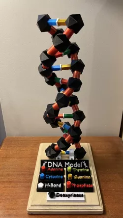 DNA Model Assembly