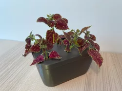 Plant Nursery for Cutting Propagation