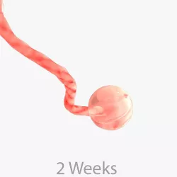 2 Weeks Human Fetus 3D model