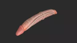 Alien Double Edge Dildo NSFW Low-poly 3D model