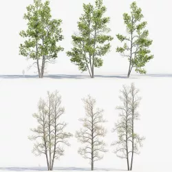 Alnus glutinosa Black alder 02 3D model