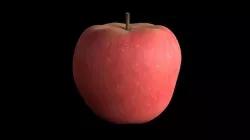 aplle apple 3D model