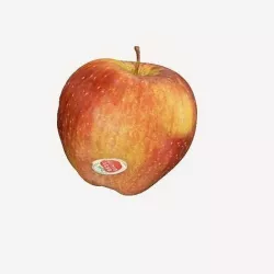 Apple  3D model