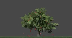 Apple Tree With Apple 3D model