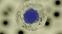 Cell with a big nucleus 3D model