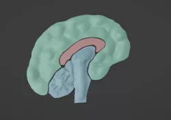 Cerebro 