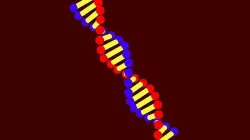 dna-3d dna strand 3D model