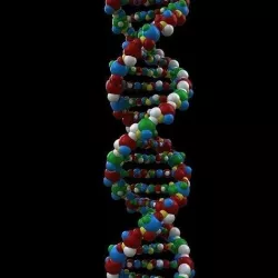 DNA Double helix structure 3D model