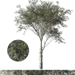 Eucalyptus globulus tree 02 3D model