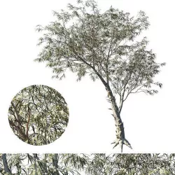 Eucalyptus globulus tree 3D model