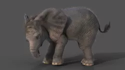Fur Baby Elephant Rigged in Blender Low-poly 3D model