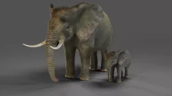 Fur Elephant and Baby Elephant NO Rigged in Blender Low-poly 3D model
