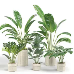 Indoor Plants 01 3D model