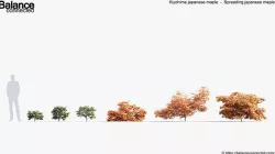 Kiyohime japanese maple Spreading Japanese maple 3D model