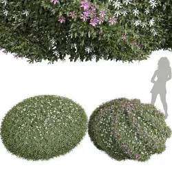 New Plant Cuphea Hookeriana Carthagegenensis Decorative001 3D model