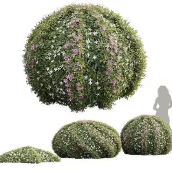 New Plant Cuphea Hookeriana Carthagenensis Decorative01 3D model