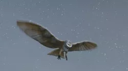 Night Owl 3D model