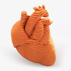 Parametric Human Heart Models 3D model