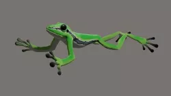 Poison Frog- Green tree frog 3D model