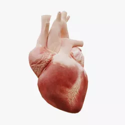 Real Low poly Human Heart Animated  Low-poly 3D model