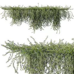 Rosemary creeping 3D model
