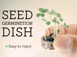 Seed germination dish