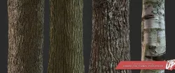 Tree Bark Pack 01 - Stonelake3D  Texture