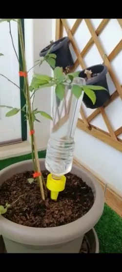 Pinga Pinga