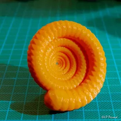 Ammonite
