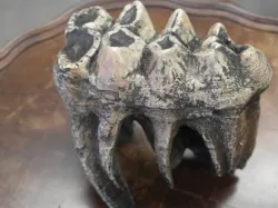 Mastodon tooth