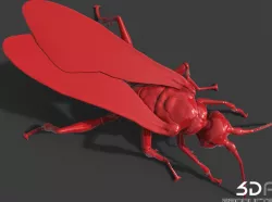 Wasp