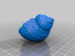 SNAIL SHELL