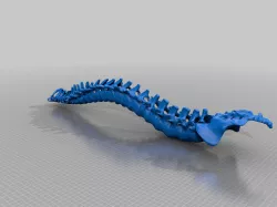 Spine