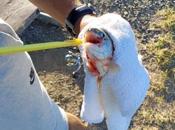 Fishing Hook Remover
