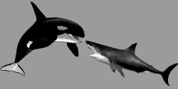 Orca VS Great White