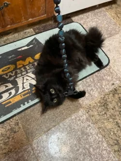 Cat Toy / Pop-beads