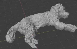 Laying poodle dog