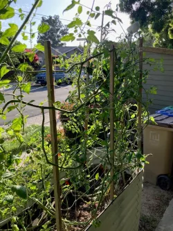 Vego / Birdie Raised Bed Post Support & Garden Trellis System
