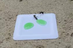 flat ant feeder