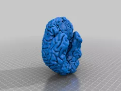 Human Brain