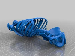 Skeleton - Ribs Cage, Spine & Pelvis