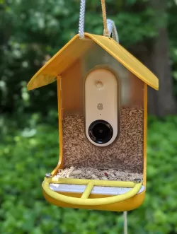 Small and Simple Bird Buddy Perch