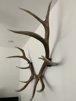 Elk Shed Antler Wall Mounts - Left, Right, Corded