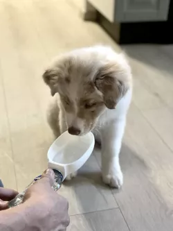  Pet Sipper - No spill water bowl