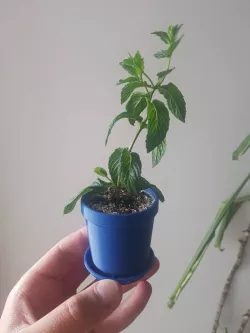 Small flower pot