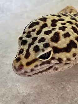 lizard