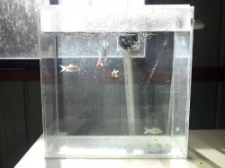 35L Fish Tank