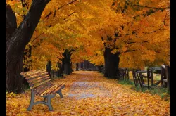 Another bench ... romantic