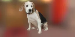 Beagle Dog 3D model